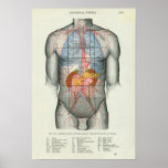 Human Surface Anatomy Relation to Organs Print