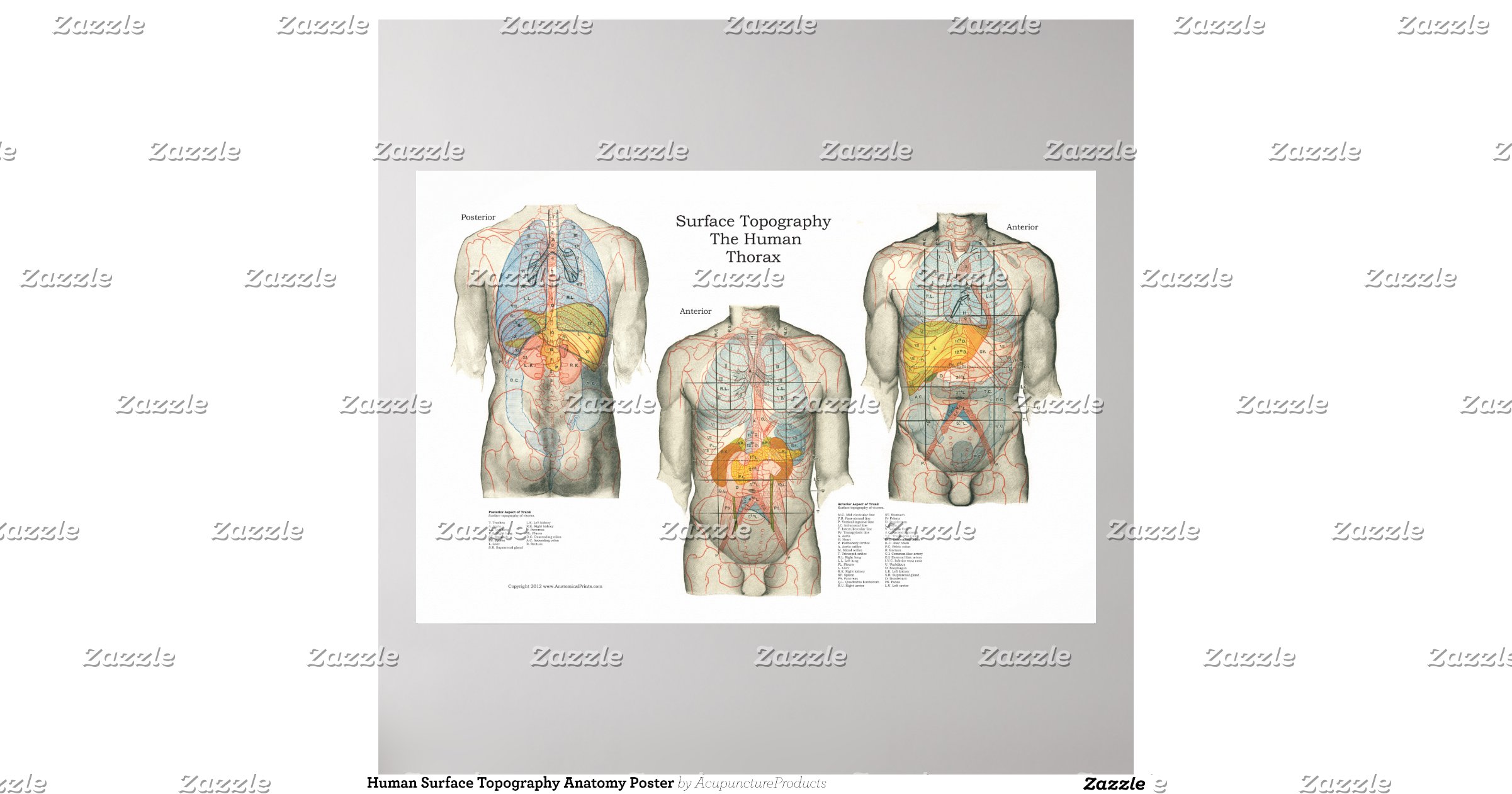 human_surface_topography_anatomy_poster ... Biology Diagrams
