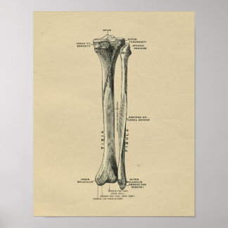 Leg Bones Posters, Leg Bones Prints, Art Prints, Poster Designs