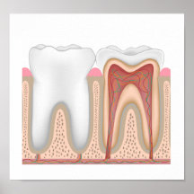 Human Tooth anatomy poster