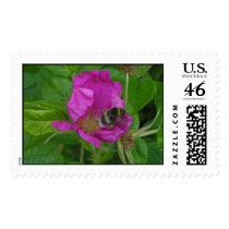 Humble-bee in the rose postage