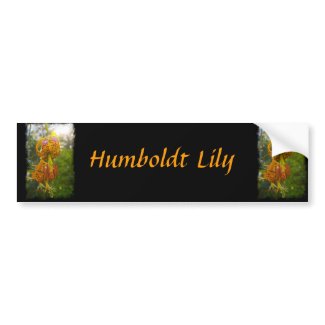 Humboldt Lilies Sunburst Bumper Sticker
