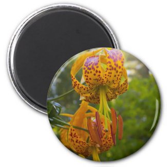 Humboldt Lilies Sunburst Fridge Magnet