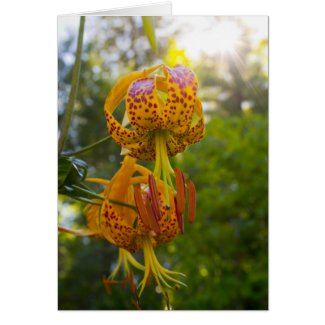 Humboldt Lilies Sunburst Greeting Cards
