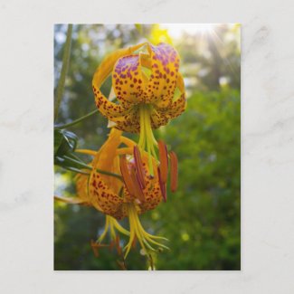 Humboldt Lilies Sunburst Post Cards