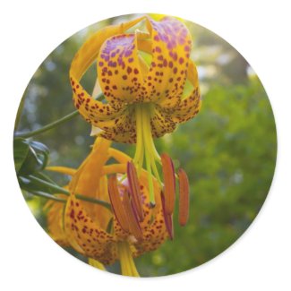 Humboldt Lilies Sunburst Round Sticker
