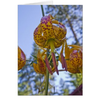 Humboldt Lily Card