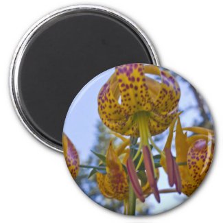 Humboldt Lily Fridge Magnets