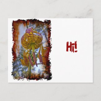 Humboldt Lily Post Cards