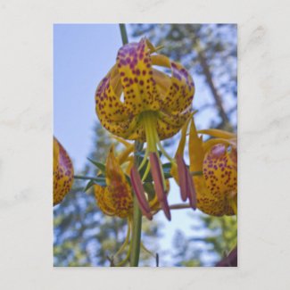 Humboldt Lily Post Cards
