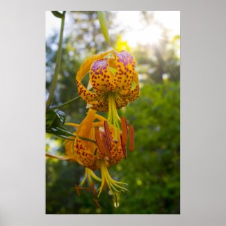 Humboldt Lily Poster