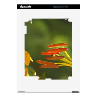 Humboldt Lily Stamens Decal For The Ipad 2