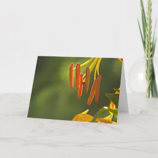 Humboldt Lily Stamens Greeting Cards