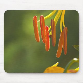 Humboldt Lily Stamens Mouse Pad