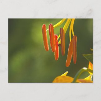 Humboldt Lily Stamens Post Cards