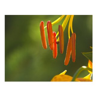 Humboldt Lily Stamens Post Cards