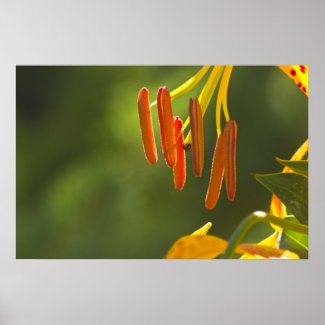Humboldt Lily Stamens Poster
