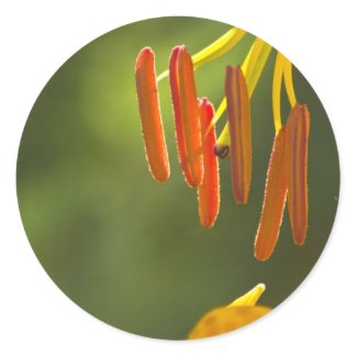 Humboldt Lily Stamens Round Stickers