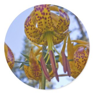 Humboldt Lily Sticker