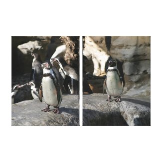 Humboldt Penguin