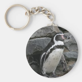 Humboldt Penguin Close-up Photo