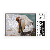 Humboldt penguin postage by jdmphotography Humboldt penguin postage