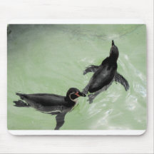 Humboldt penguins mousepad