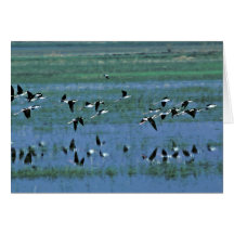 Humbolt Bay National Wildlife Refuge Card