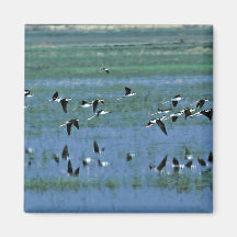 Humbolt Bay National Wildlife Refuge Magnets