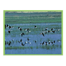 Humbolt Bay National Wildlife Refuge Post Card