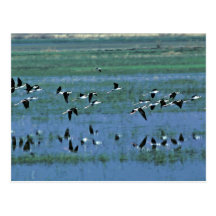 Humbolt Bay National Wildlife Refuge Postcard
