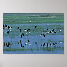 Humbolt Bay National Wildlife Refuge Posters