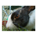Humbug  bunny postcard
