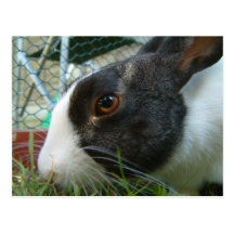 Humbug  bunny postcard