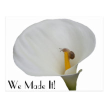 Humerous Snail on Lily Postcards