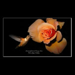 Hummer and Orange rose.jpg, Hummingbird and Ora... business cards