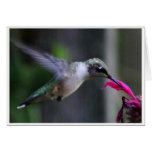 Hummer at the Minarda Card