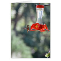 Hummer cards