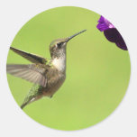 Hummer in Flight Stickers