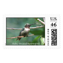 Hummer Kiss Postage postage by naturegirl7 Hummer Kiss Postage postage