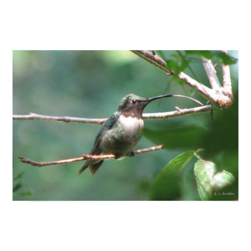 Hummer Kiss print