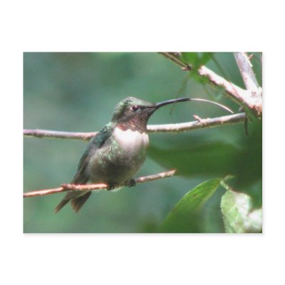 Hummer Kisses Postcard by naturegirl7