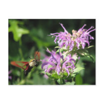 Hummer Moth Postcard
