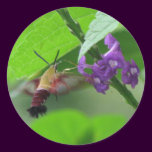 Hummer Moth Vervain Sticker stickers
