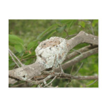 Hummer Nest Postcard