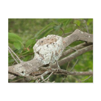 Hummer Nest Postcard by naturegirl7