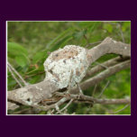 Hummer Nest Postcard postcards