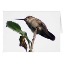 Hummer on Apple tree3 cards
