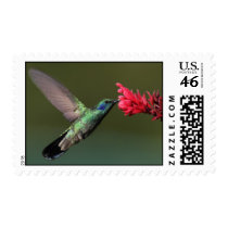 Humming Beauty Stamps