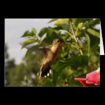 Humming Bird 1 cards